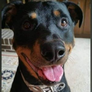 Meet your Posher, Susan